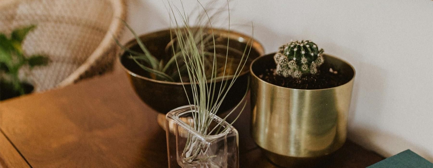a plant in a pot on a dresser near a book